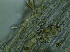 Inocybe erinaceomorpha