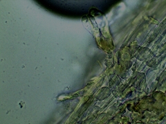 Inocybe erinaceomorpha