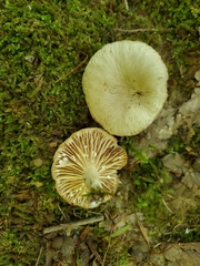 Lactarius subplinthogalus