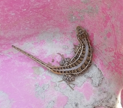 Sceloporus scalaris