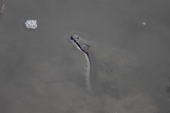 Cerberus schneiderii