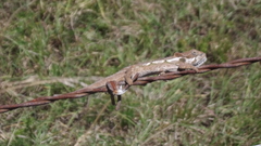 Bradypodion ventrale