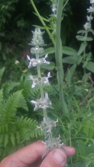 Stachys albens