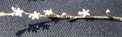 Polygonum equisetiforme