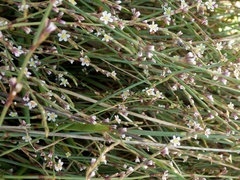 Polygonum equisetiforme