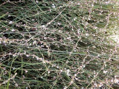 Polygonum equisetiforme