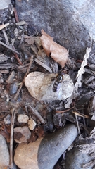 Lapposyrphus aberrantis