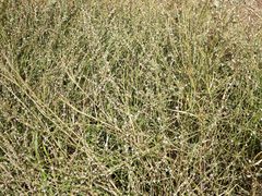 Polygonum equisetiforme