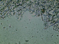 Inocybe erinaceomorpha