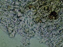 Inocybe erinaceomorpha