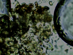 Inocybe erinaceomorpha