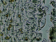 Inocybe erinaceomorpha