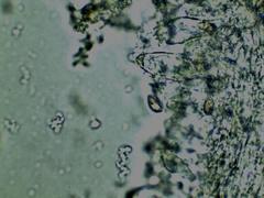 Inocybe erinaceomorpha