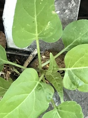 Mirabilis jalapa