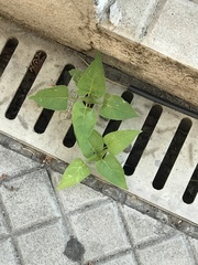 Mirabilis jalapa