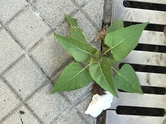 Mirabilis jalapa