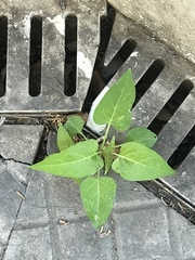 Mirabilis jalapa