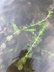 Potamogeton perfoliatus