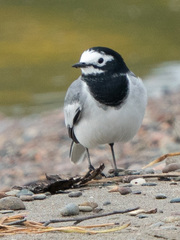 Motacilla alba