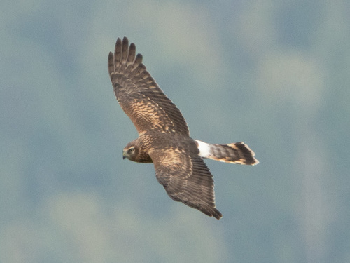 Hen Harrier