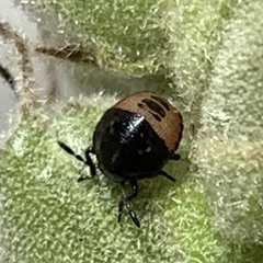 Cosmopepla lintneriana