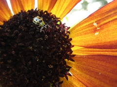 Diabrotica undecimpunctata