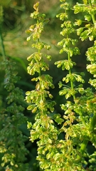 Rumex pseudonatronatus