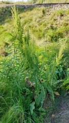 Rumex pseudonatronatus