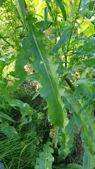 Rumex pseudonatronatus