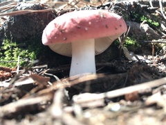 Russula