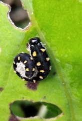 Tenthredo mandibularis