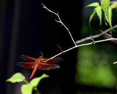 Libellula saturata