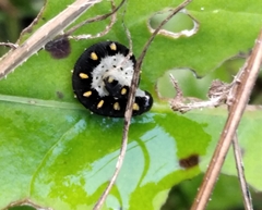 Tenthredo mandibularis