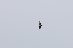 Nisaetus nipalensis