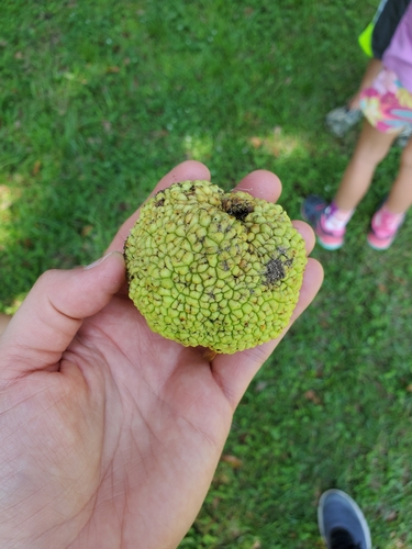 Maclura pomifera image