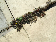 Oxalis corniculata
