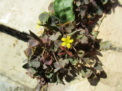 Oxalis corniculata