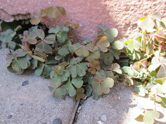 Oxalis corniculata