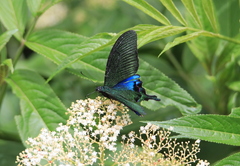 Papilio hopponis