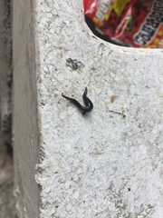 Endeavouria septemlineata
