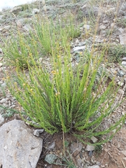 Haplophyllum dauricum