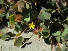 Oxalis corniculata