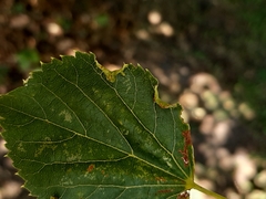 Phytoptus tetratrichus
