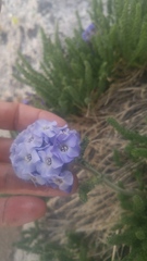 Polemonium eximium
