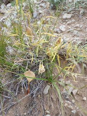 Vincetoxicum sibiricum