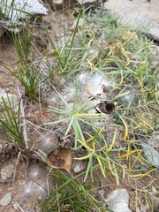 Vincetoxicum sibiricum