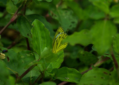 Cepora nerissa phryne