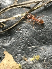 Myrmica rubra