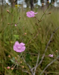 Agalinis aphylla