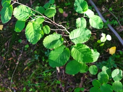 Amelanchier spicata